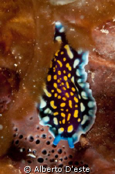 Flat worm in Tanzania, Nikon D70S, 105mm, DS160 by Alberto D'este 